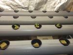 Photo from Aquaponics