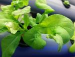 Photo from Aquaponics